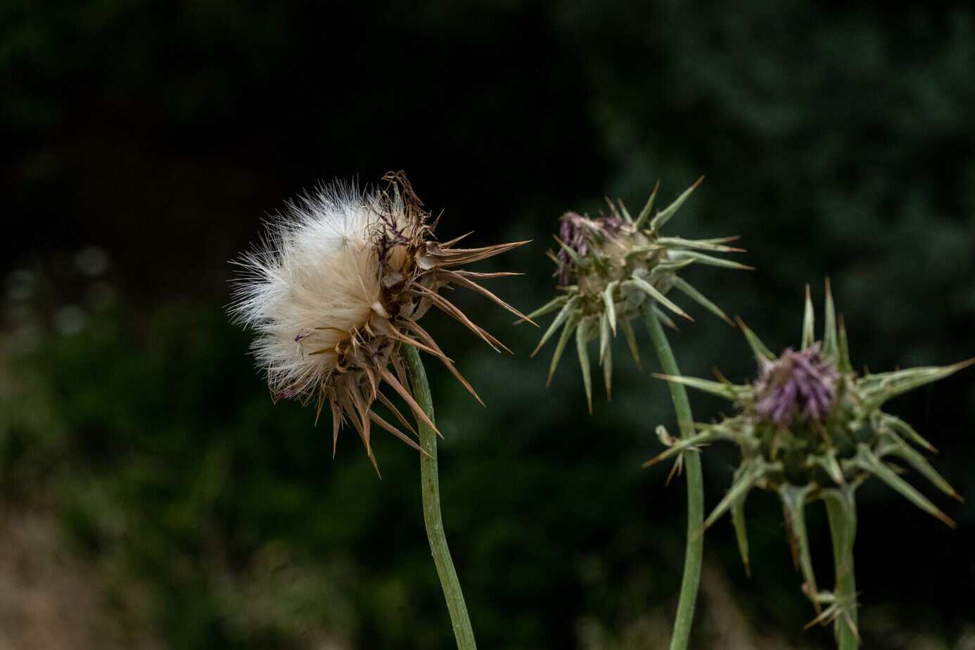 מאמר: קוצי האנתרופוקן